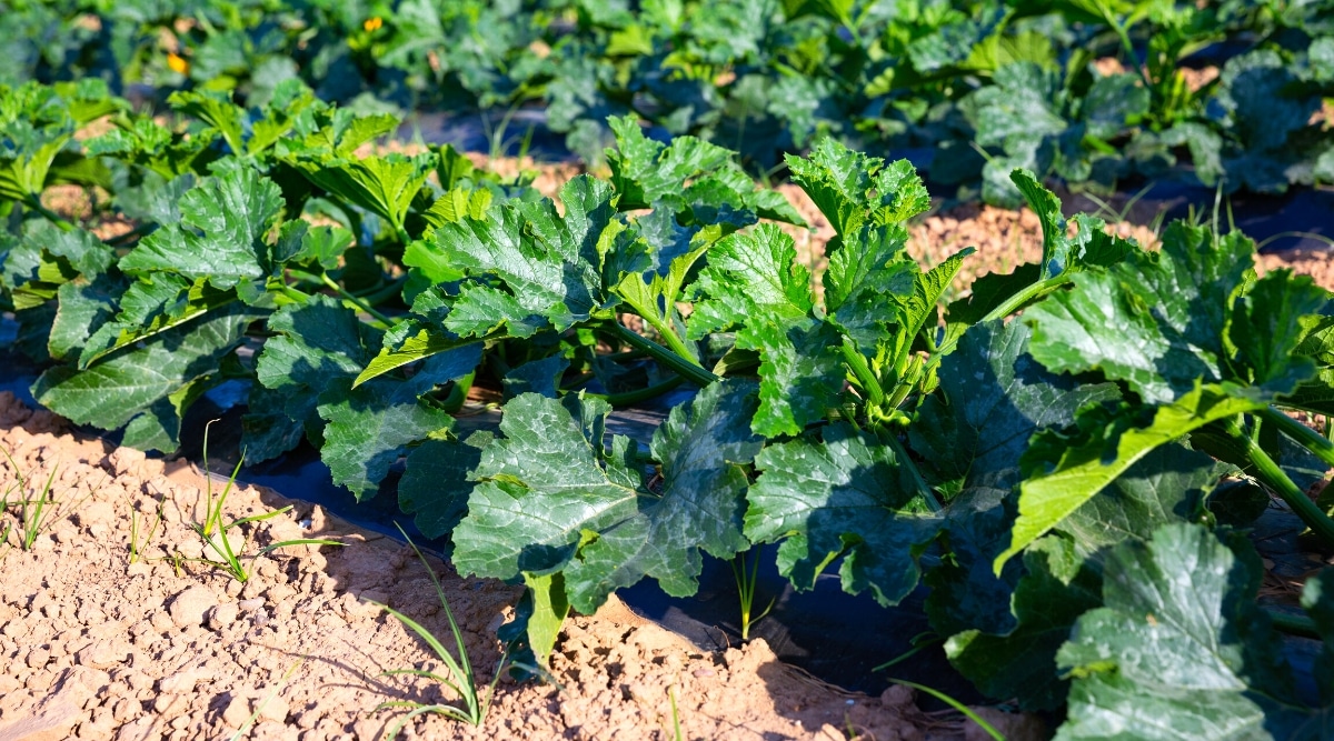 Close-up of a zucchini growing in rows in a sunny garden. The plant is young, has large, wide, lobed dark green leaves with a silvery-white pattern on the surface. The beds are covered with a special black cloth to prevent the growth of weeds and retain moisture.