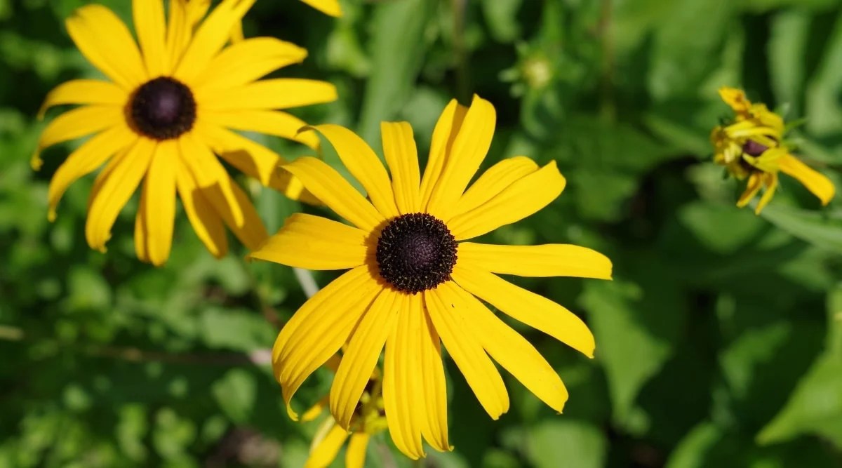 Top view, close-up of two blooming Rudbeckia hirta flowers against a blurred green background. The flowers are large, solitary, have thin long bright yellow petals and black centers.