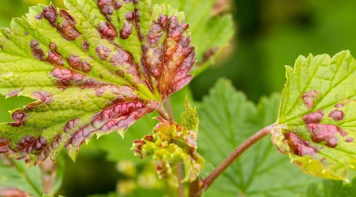 Close-up of two green lobed leaves with jagged edges infected with a fungal disease - rust. The leaves are bright green in color, covered with chaotic rusty-brown spots throughout the surface. The background is blurry.