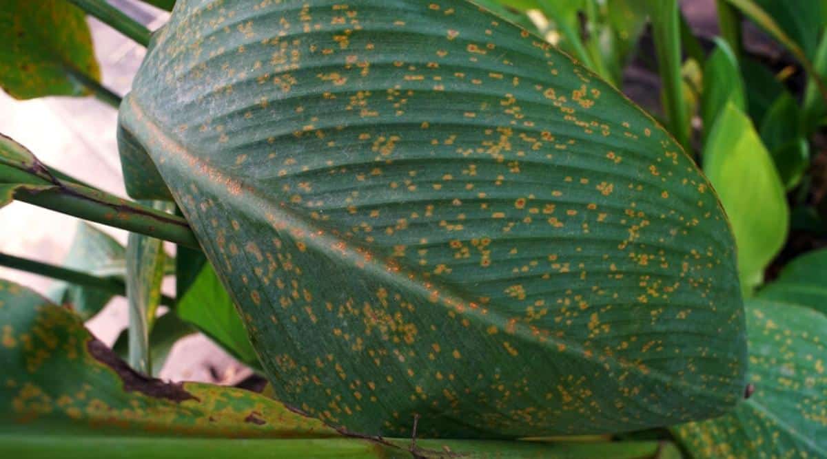 Close up of large dark green leaf with spots that are yellow with rust colored centers. There are more damaged leaves blurred in the background.