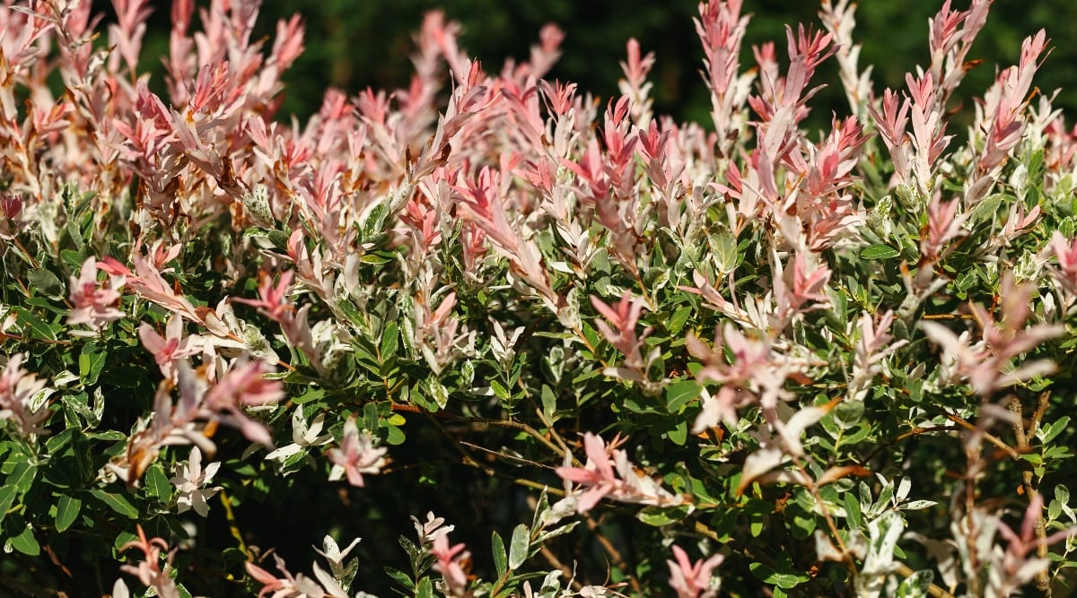 Close-up of Willow (Salix) shrub in the garden. Willow leaves are elongated and narrow, with a lanceolate or elliptical shape. The lower leaves are variegated dark green with white markings and the upper leaves are variegated with pink and white markings.