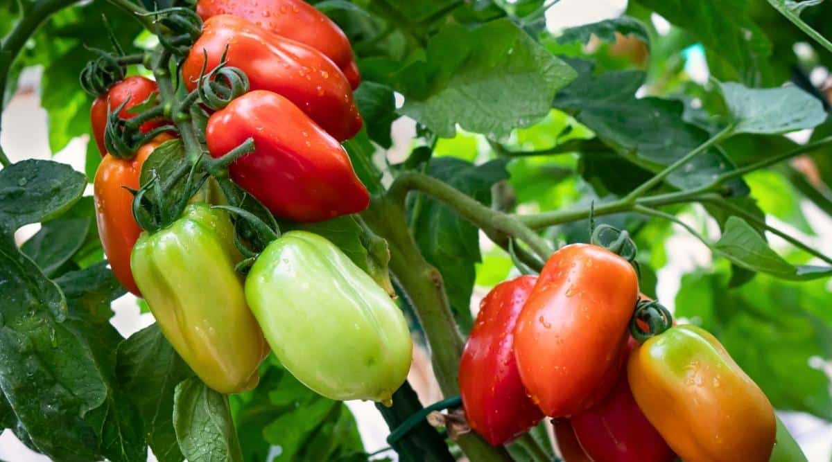 Close-up of a ripe &lsquo;San Marzano&rsquo; tomato bush in the garden. The bush has clusters of large, elongated-thin, oval-shaped fruits with a slightly pointed top. Some fruits are fully ripe and bright red, while others are still green.