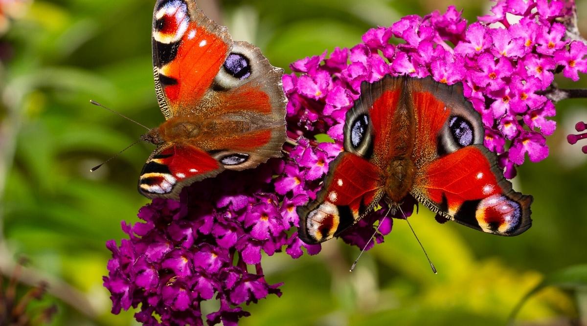 Close-up of two large butterflies drinking nectar from the ‘Sangria’ cultivar. The butterfly has red wings fading to brown closer to the body. The edges of the wings are light brown with black-yellow-orange spots on the edges of the wings that resemble eyes. The flowers are small purple-red with orange eyes. The background is green blurred.