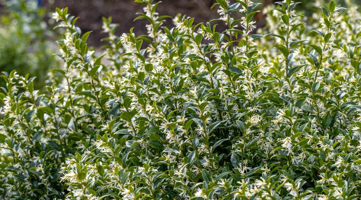 Close-up of Sarcococca bush, commonly known as sweet box. Sarcococca shrubs have dark green, glossy, and leathery leaves. The leaves are lance-shaped and arranged alternately along the stems. Sweet box produces small, inconspicuous flowers that are white or creamy in color.