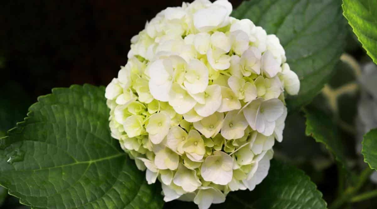 Seaside Serenade ‘Cape Lookout’