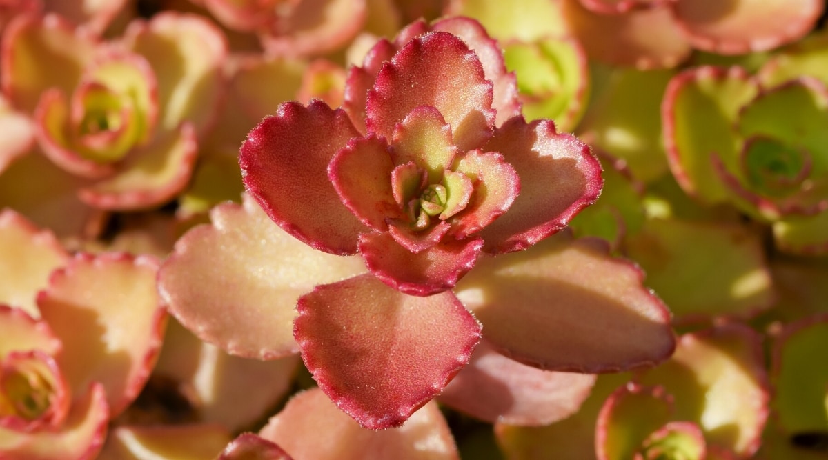 Close-up of a Sedum spurium &lsquo;Dragon&rsquo;s Blood&rsquo; plant. This succulent plant has fleshy, round, pale green leaves with burgundy and slightly serrated edges.