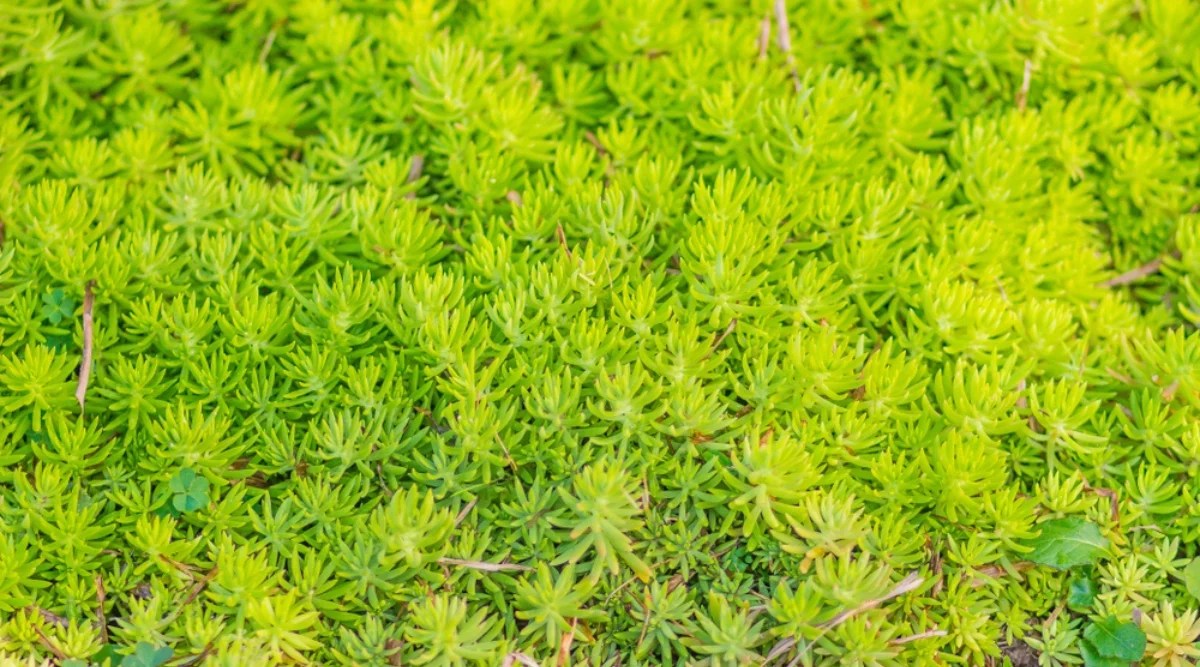 Close-up of a growing Sedum in a garden. Sedum ‘Angelina,’ a popular low-growing succulent, is known for its striking appearance. It features dense clusters of tiny, needle-like leaves that are bright golden-yellow to chartreuse in color, creating a vibrant and eye-catching display.