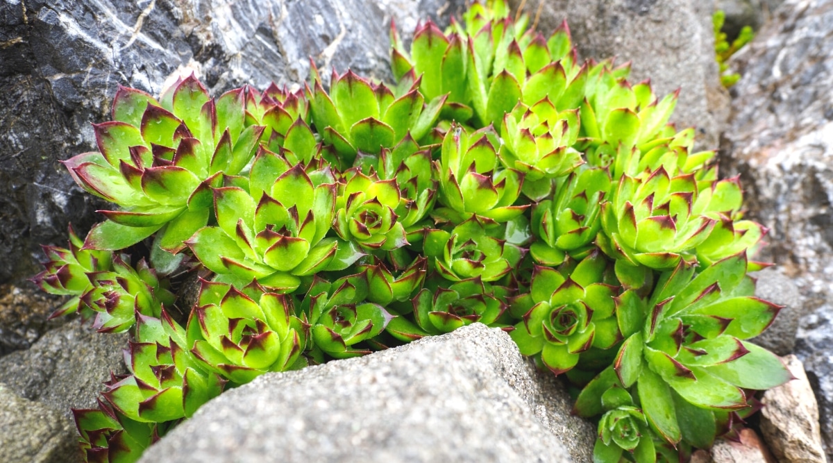Close-up of a Hens and chicks plant growing between rocks in a garden. It is a succulent plant that produces rosettes of thick fleshy bright green leaves with purple-red tips. The leaves are oval in shape, with pointed tips.