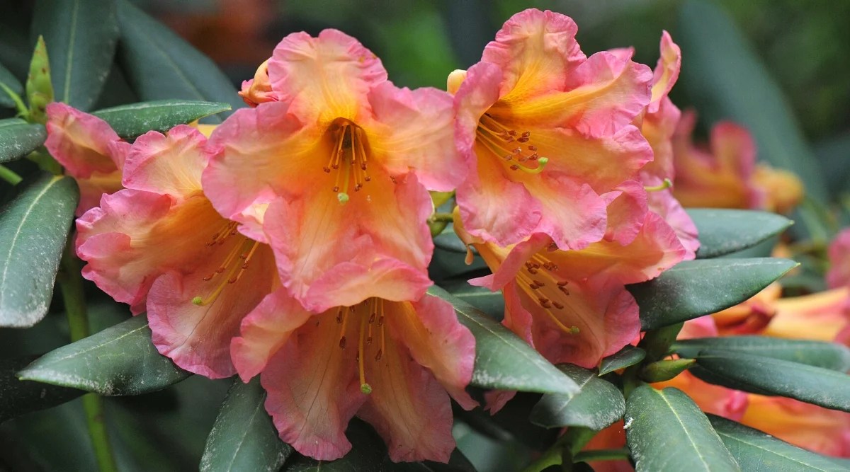 Close-up of blooming rhododendron September Song flowers against a blurred background. The flowers are funnel-shaped, centers are light orange, ruffled edges are bright pink with bright orange splashes. The leaves are dark green, leathery, lanceolate, with a whitish bloom.