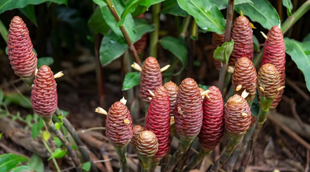 Cluster of tall, thick, stalks with reddish, waxy, textured, pine cone shaped, flowers on top.
