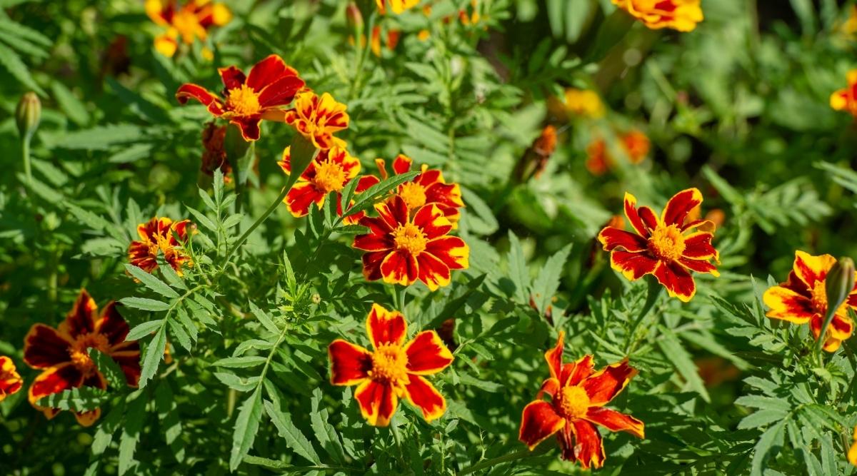 Are Marigolds Annual, Biennial, or Perennial Plants?