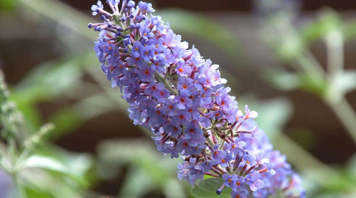 Close-up of the blooming flowers of the “Sky Blue” cultivar. Small sky-blue flowers with orange eyes are collected in clusters. Blurred background of green bush branches.
