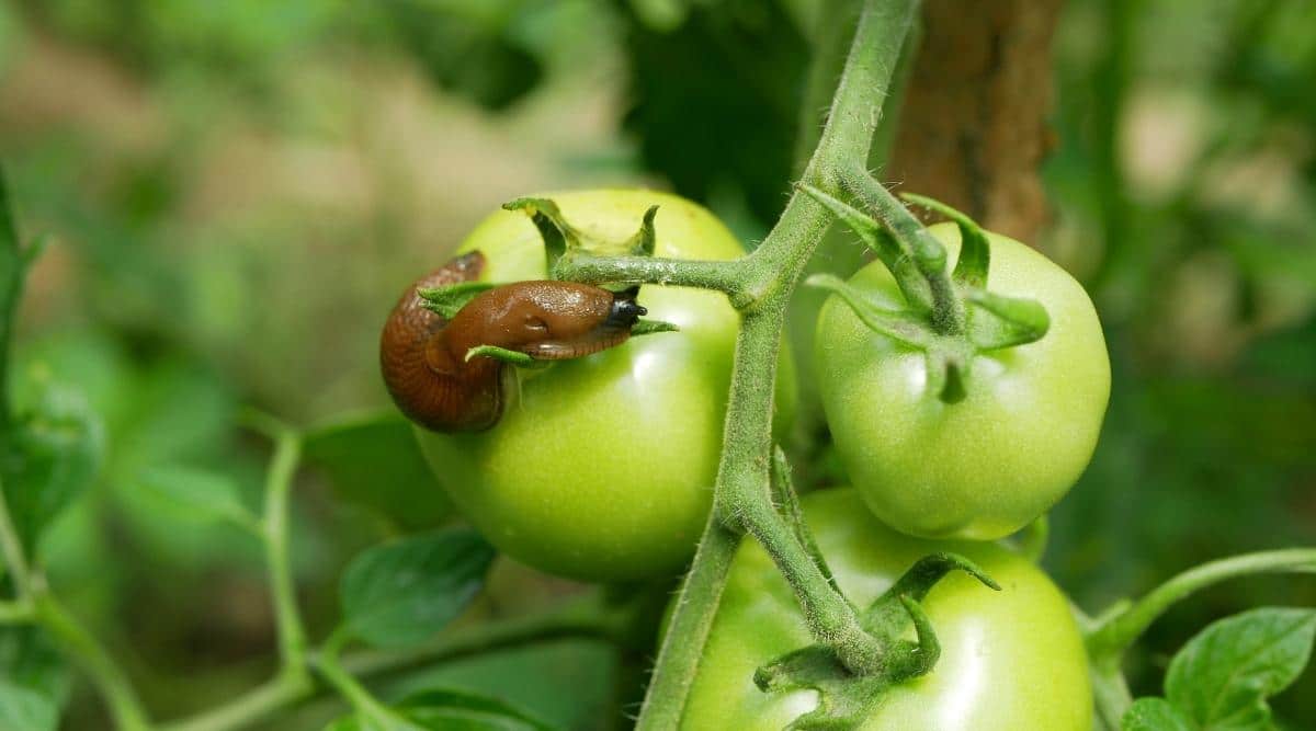 21 Tomato Pests How to Identify and Prevent Them