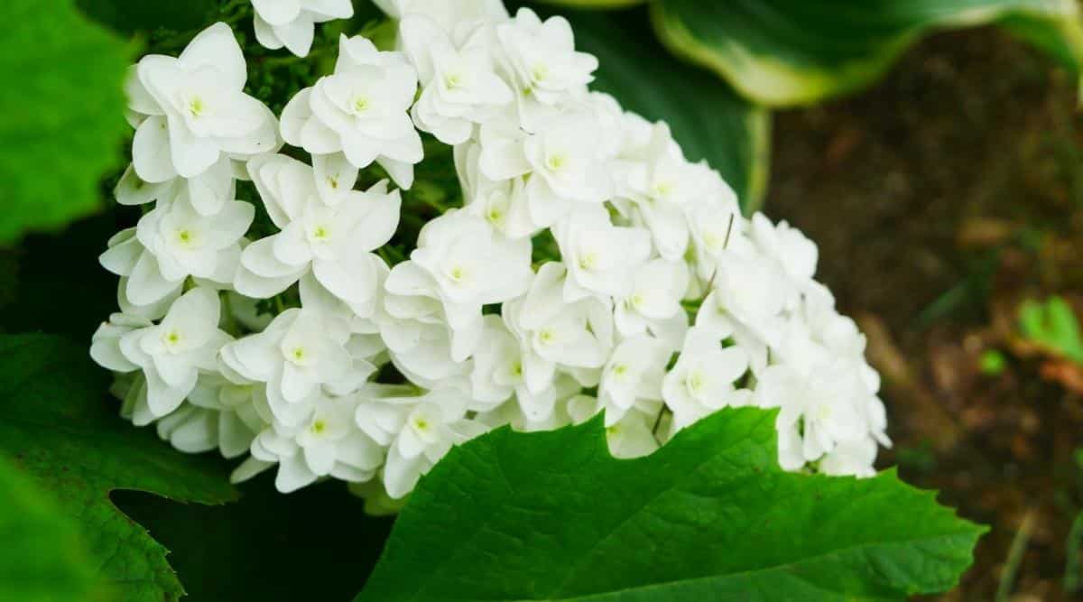 Popular Variety Called &lsquo;Snowflake&rsquo;