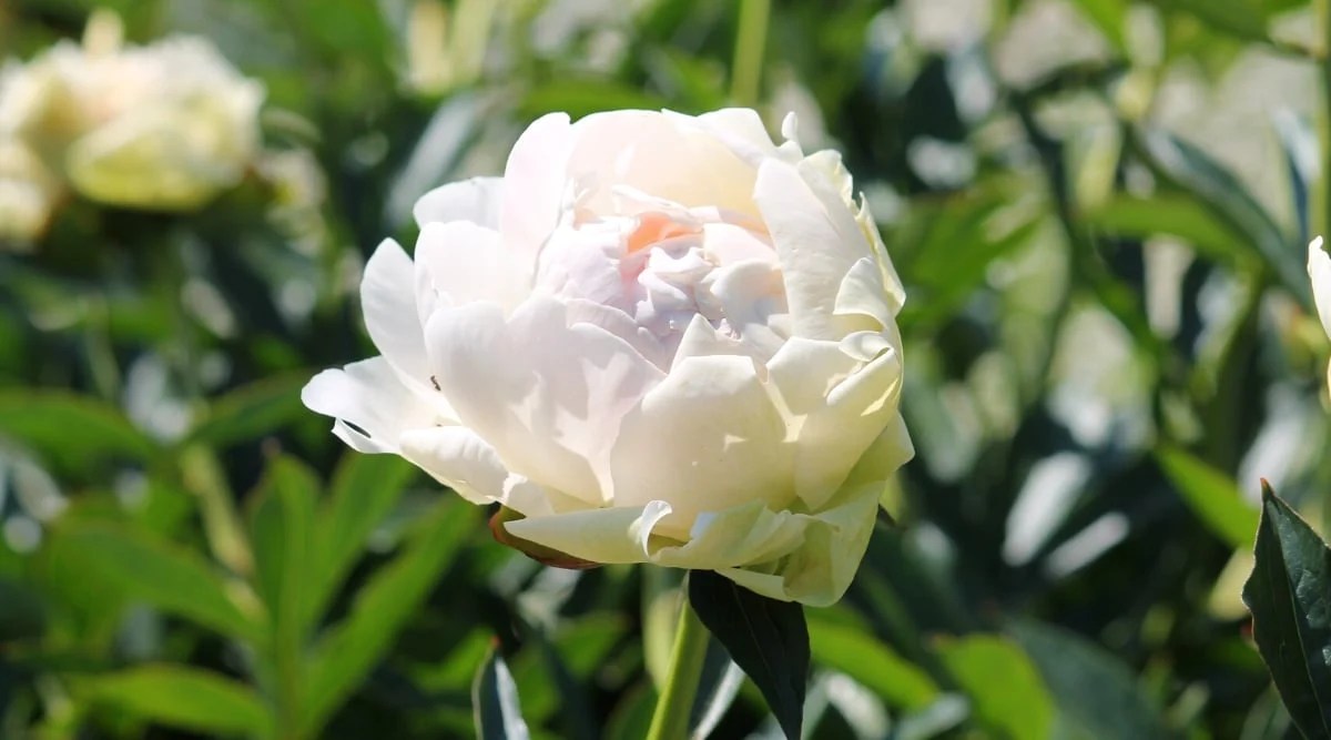 Close-up of a blooming &lsquo;Solange&rsquo; peony flower against a blurred leafy background. The flower is large, double, cupped, has densely spaced large rounded creamy white petals with a delicate blush in the center of the flower.