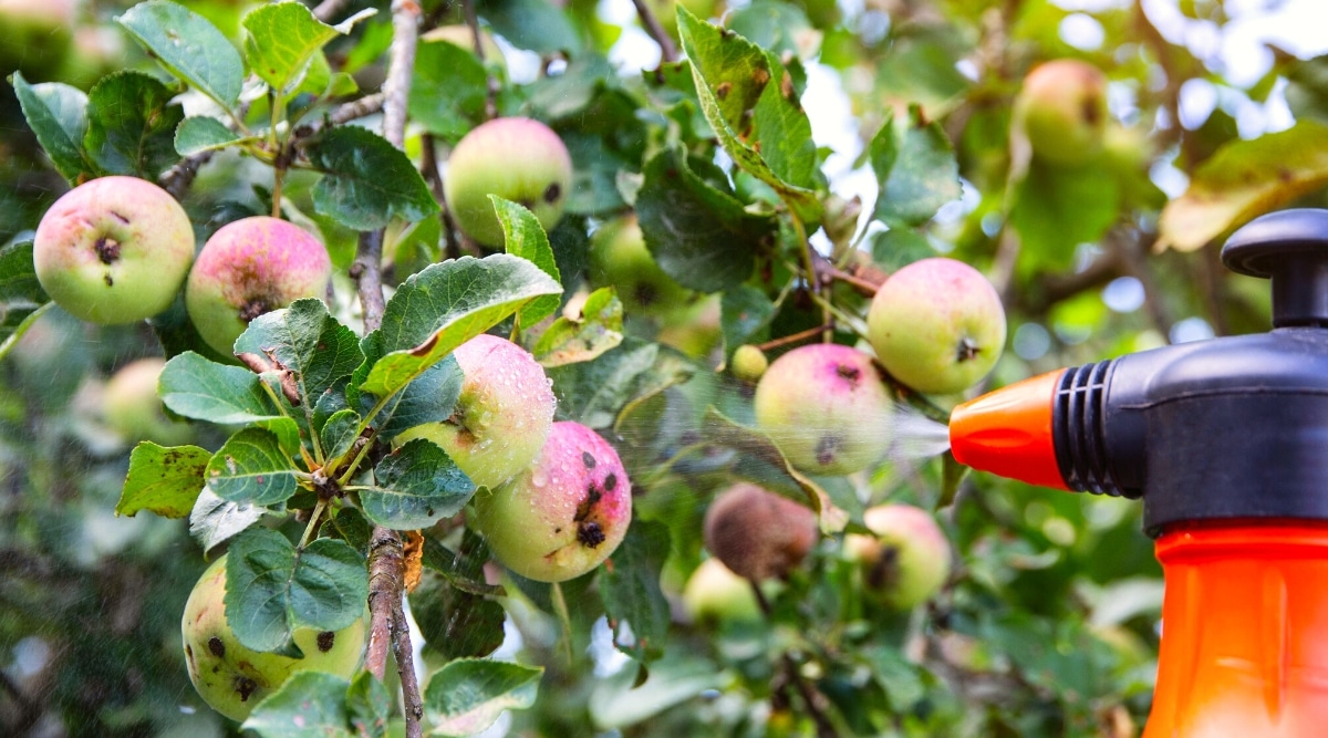 Apple Tree Growth Stages How Fast Do Apple Trees Grow?