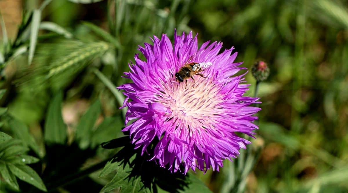 Close-up of a honey bee sitting on a purple Stokesia laevis flower. Inflorescence - a single basket, purple-blue, that has a wrapper of several rows consisting of thin ruffled reed petals. In the center, the petals are short and white. The body of the bee has an orange-black striped color. Blurred green background.