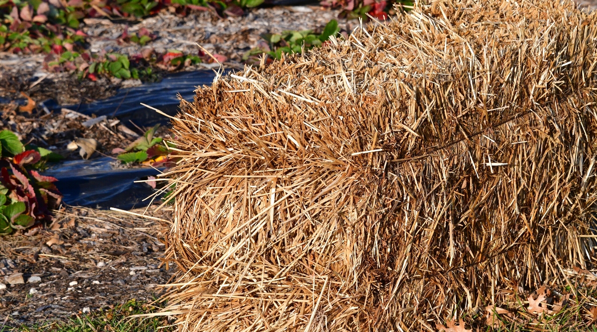 Close-up of a Straw bale against a background of strawberry beds covered with black fabric at the base. Straw bale is rectangular in shape and consists of tightly packed straw or dried stalks of cereal plants. To maintain their shape, they are tied with wire.
