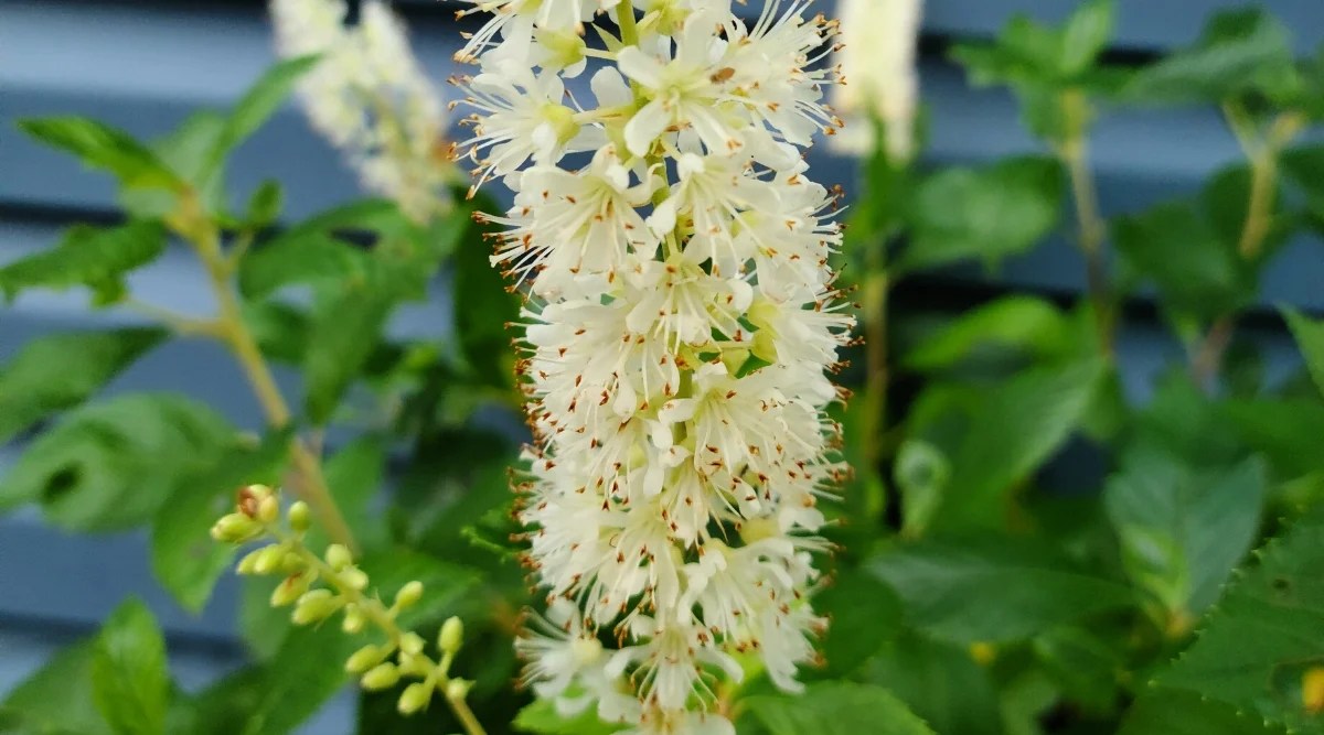 Close-up of a flowering inflorescence of Clethra alnifolia. This bottlebrush-like flower spike is made up of many densely packed tube-shaped flowers that are creamy white in color.