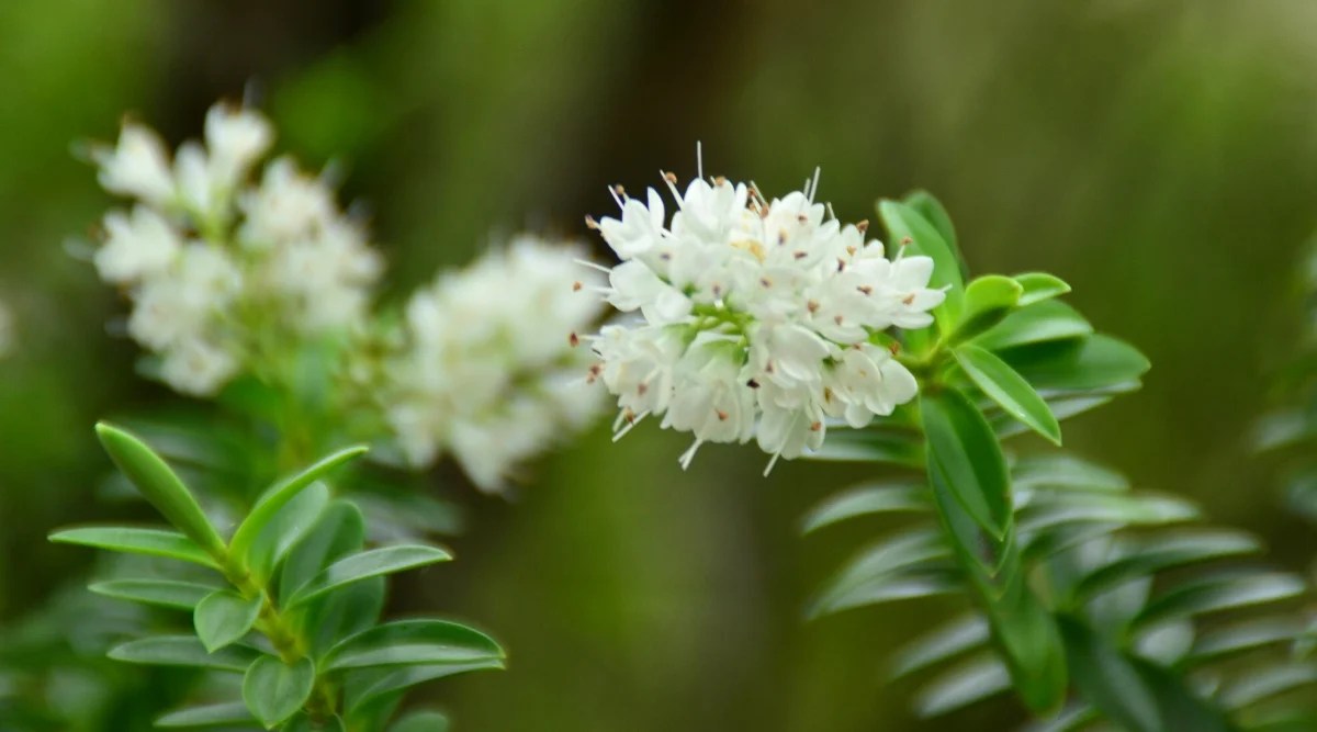Close-up of a blooming Summersweet clethra in a garden, against a blurred green background. The plant produces elongated, brush-like inflorescences that consist of white tubular flowers with star-shaped petals. Leaves are oval, smooth.
