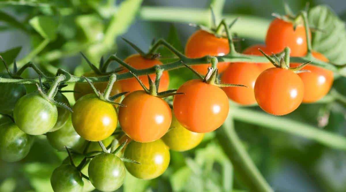 Close-up of ripe &lsquo;Sungold&rsquo; tomatoes growing in clusters on a bush in a garden. The fruits are small, round, smooth, shiny golden yellow.