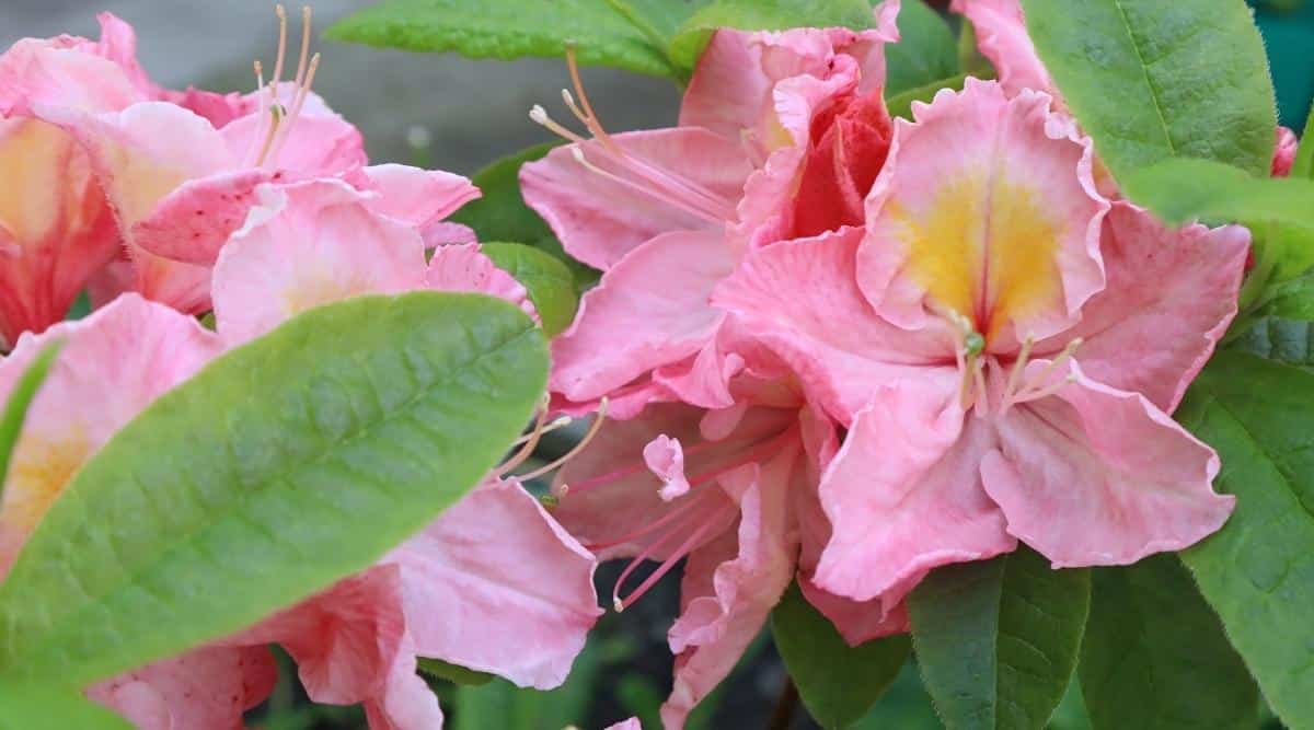 11 Pink Azalea Varieties That Will Liven Up Your Garden