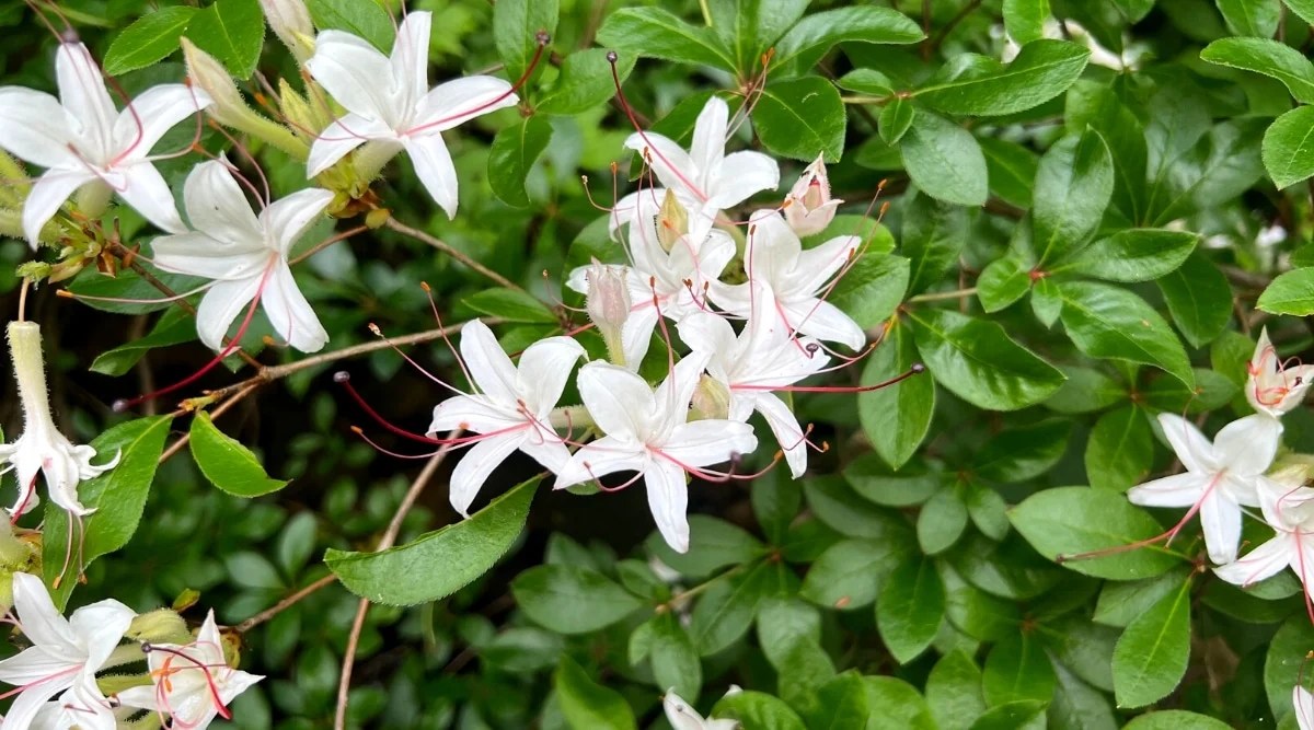 Close-up of blooming Sweet Azalea flowers against a backdrop of bright green, oval, glossy foliage. The white, funnel-shaped flowers have long red stamens.