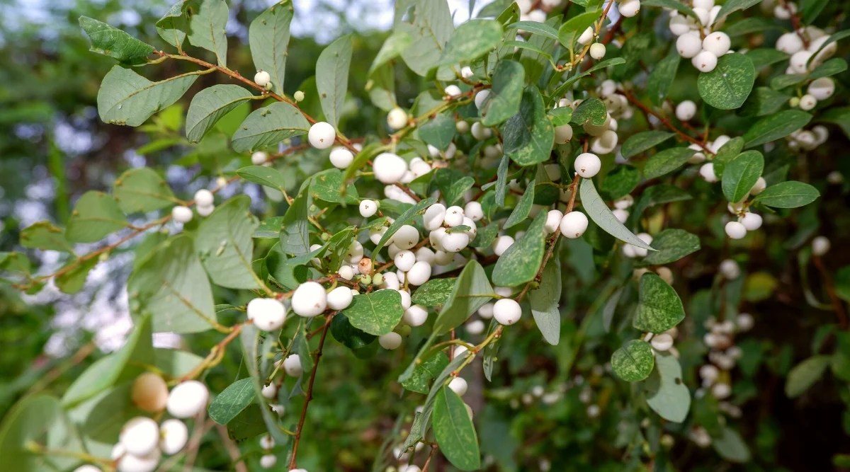 Close-up of a flowering Symphoricarpos plant, commonly known as snowberry. Snowberry shrubs have simple, opposite leaves with an elliptical to ovate shape. The leaves are medium to dark green in color and have a matte texture. The plant produces small, bell-shaped flowers that are white in color. These flowers are arranged in clusters along the stems.