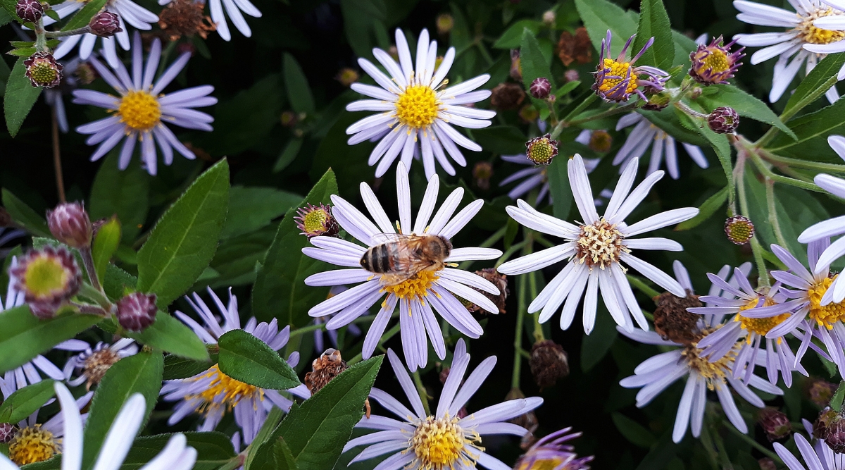 Close up of several flowers with long, skinny, spaced apart, light purple petals and a bright yellow center. A large bumble bee is perched on top of a flower collecting nectar.