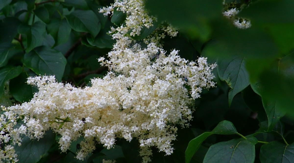 Tree Cultivar ‘Ivory Pillar’