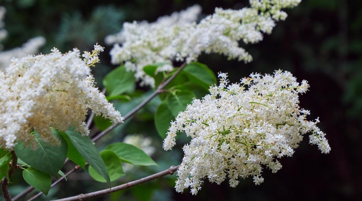 Tree Variety ‘Summer Snow’