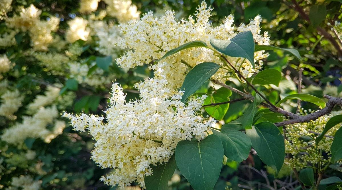 Tree Lilac Cultivar ‘Chantilly Lace’