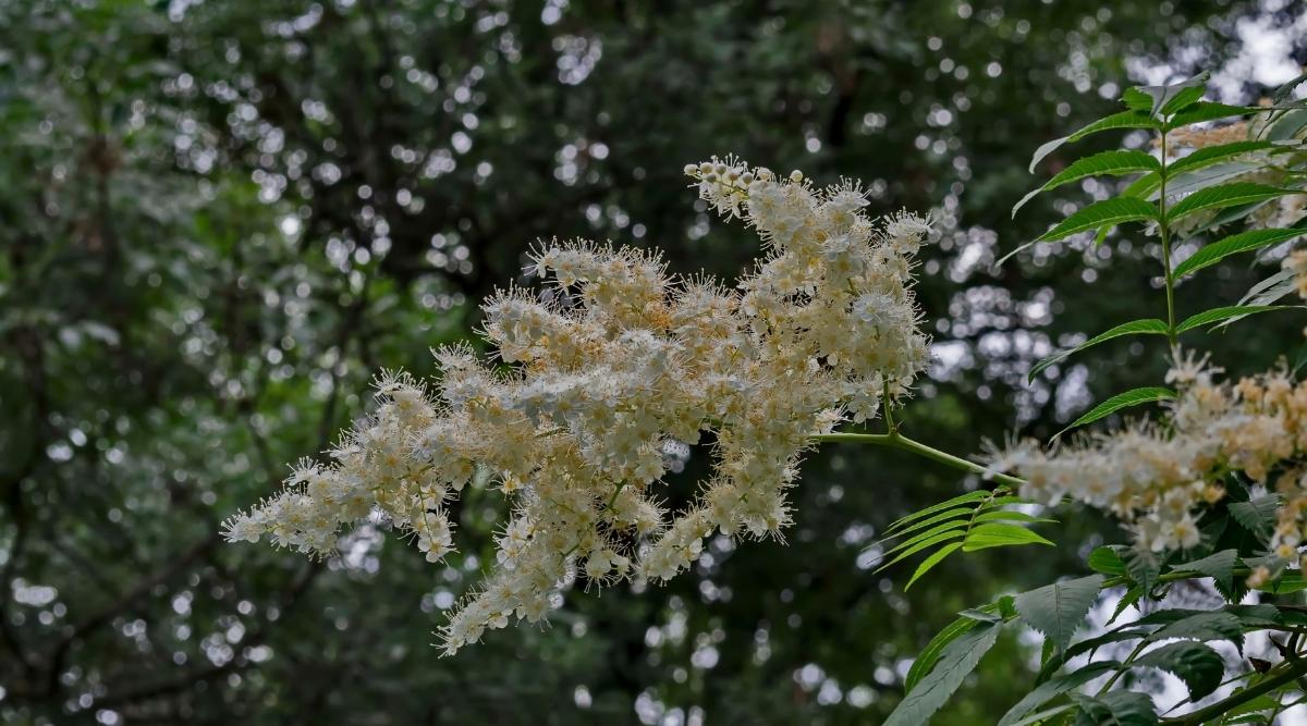 Tree Variety ‘Summer Charm’