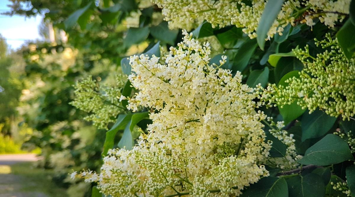 Tree With Bright Yellow Flowers Lilac