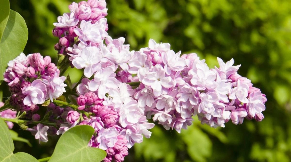 Variety ‘Beauty of Moscow’