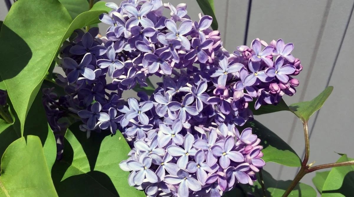 Cultivar ‘President Lincoln’