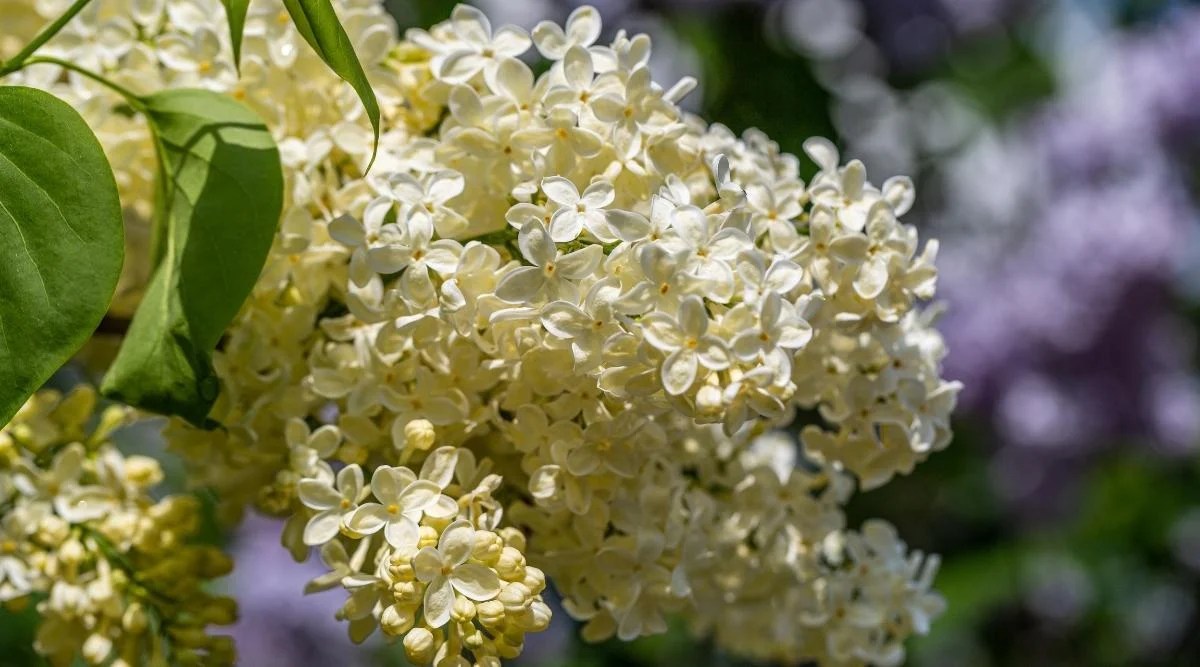 Primrose Variety White blooms