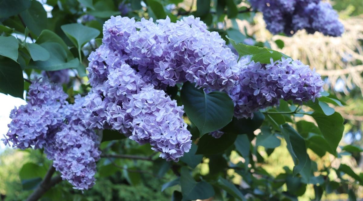Cultivar ‘Wedgewood Blue’