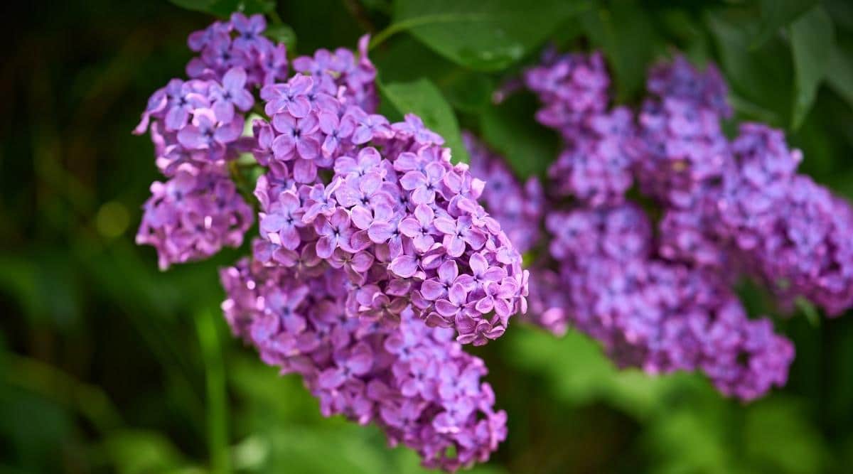 Syringa vulgaris