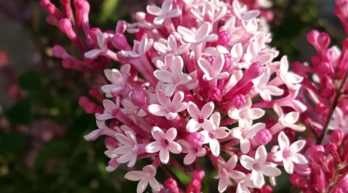 Variety &lsquo;Bailbelle&rsquo;