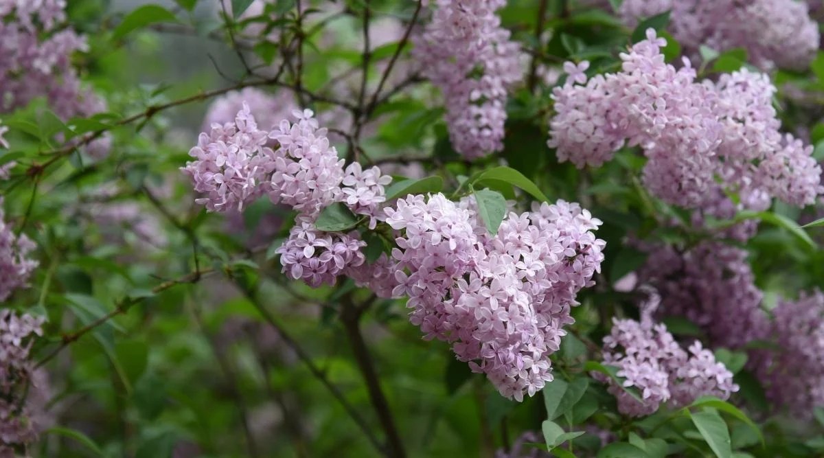 Lavender Colored Flowers on Shrub