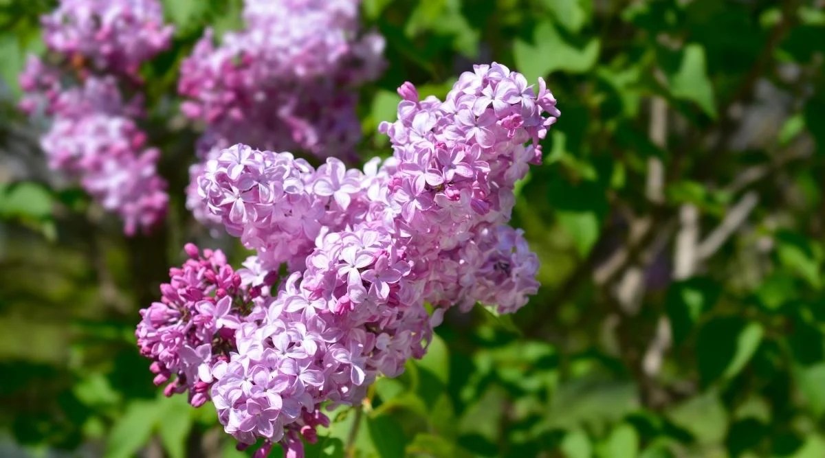 Declaration Variety Lavender Blooms
