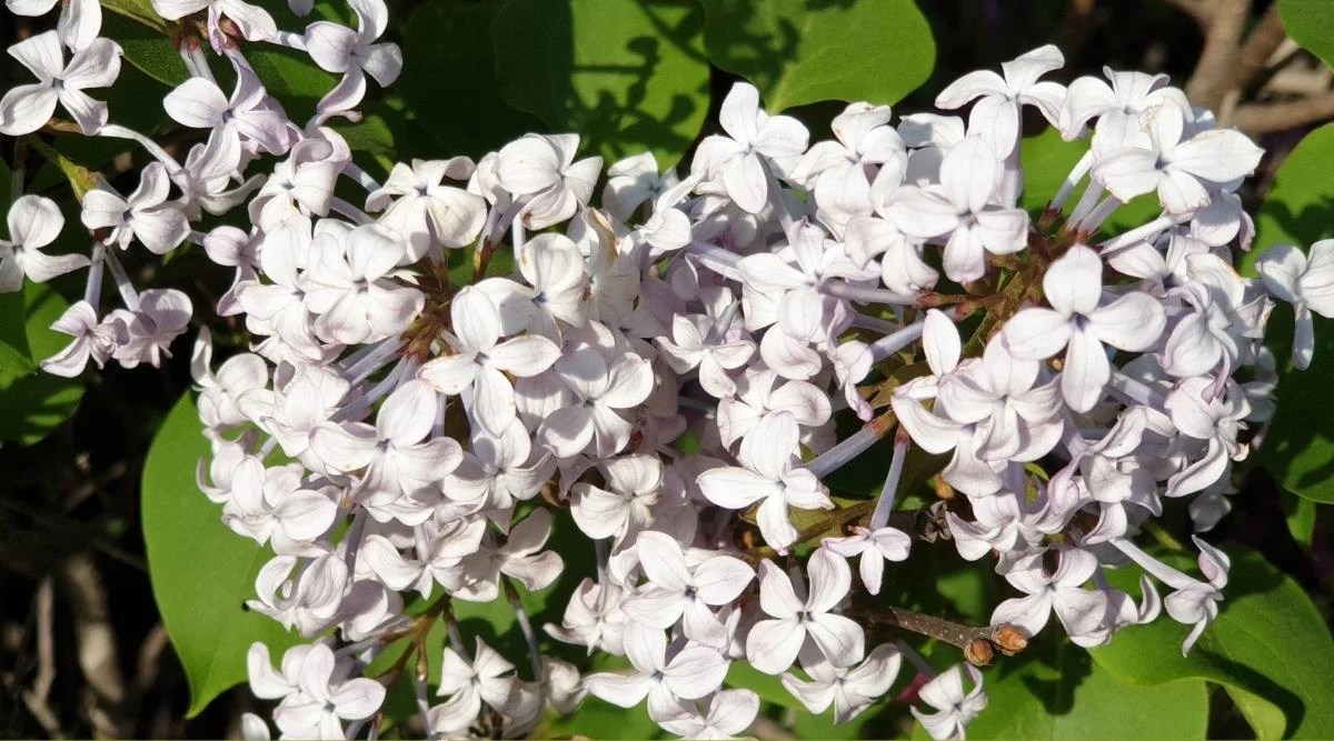 Betsy Ross Cultivar White Blooms