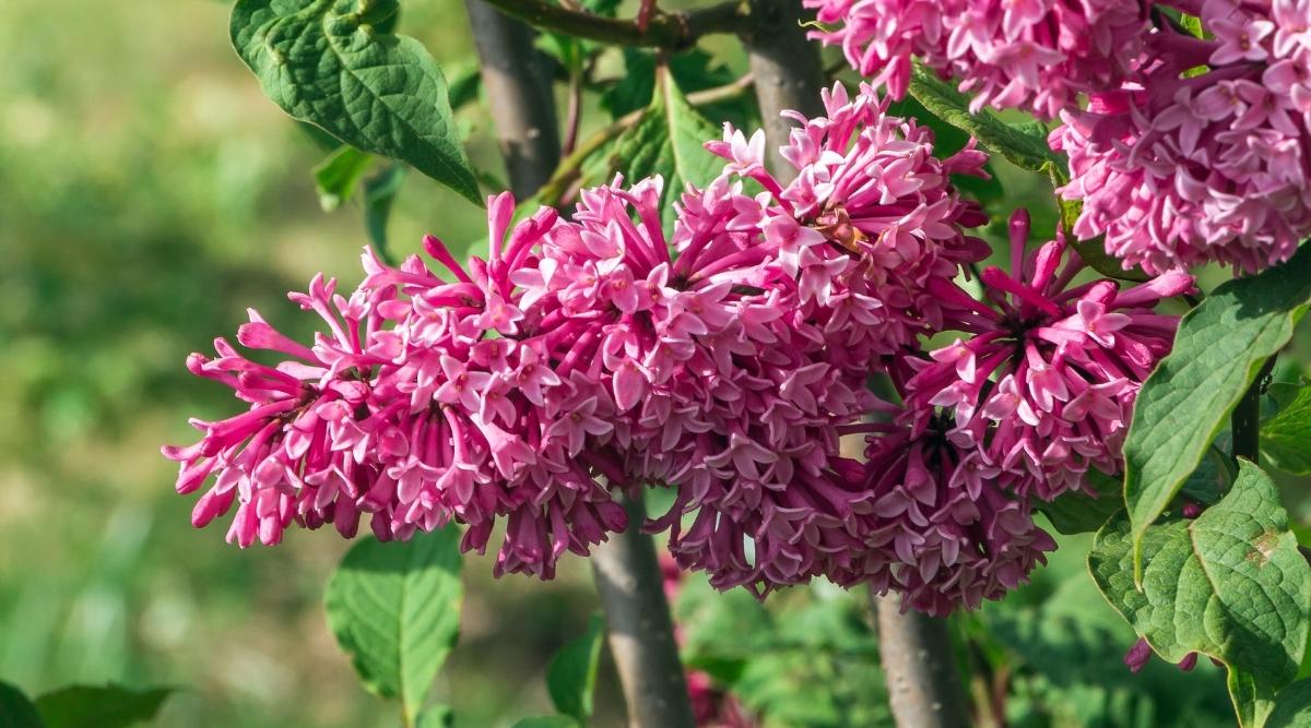 Bright Pink Flowers on Shrub