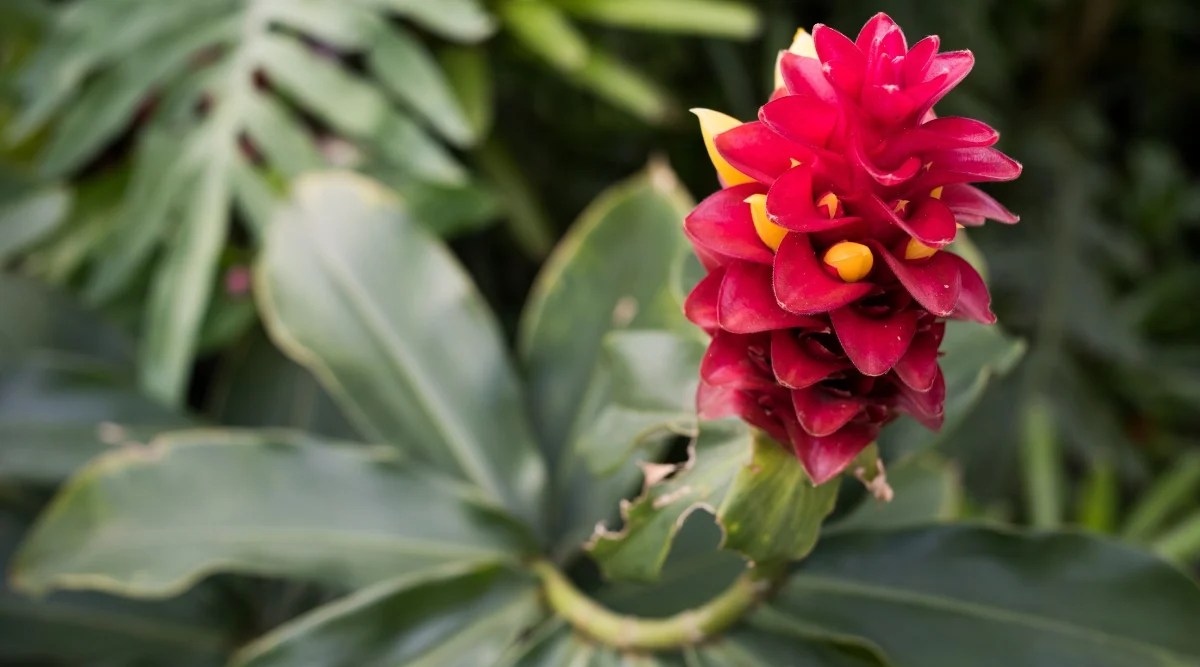 Close up of a tall, thick, green stalk with bright red bracts and yellow flower buds peeking out from them.