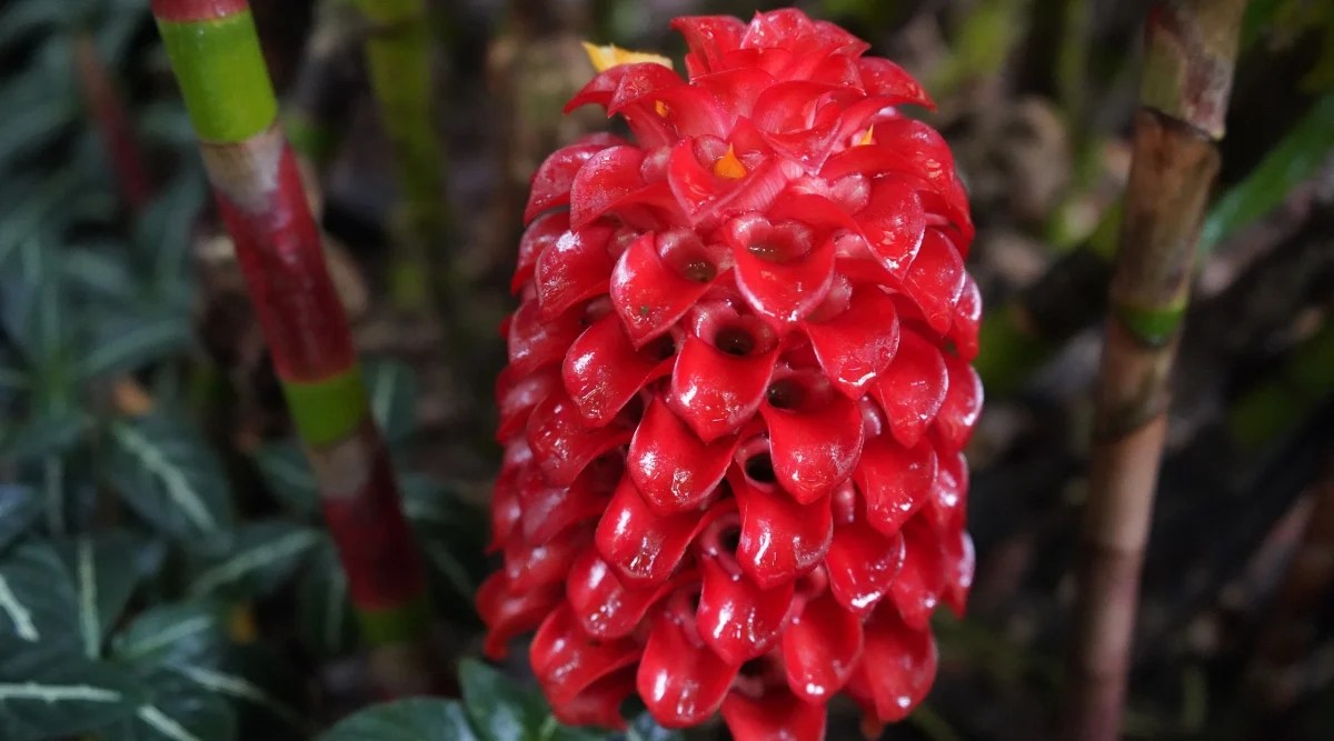 Close up of a waxy red flowering plant. The inflorescences are upright and deep red, featuring waxy red bracts that resembles a pineapple.
