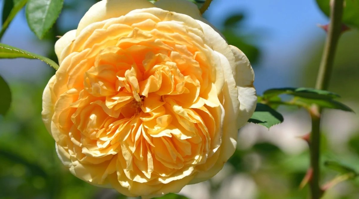 27 Fragrant Rose Varieties to Grow This Season