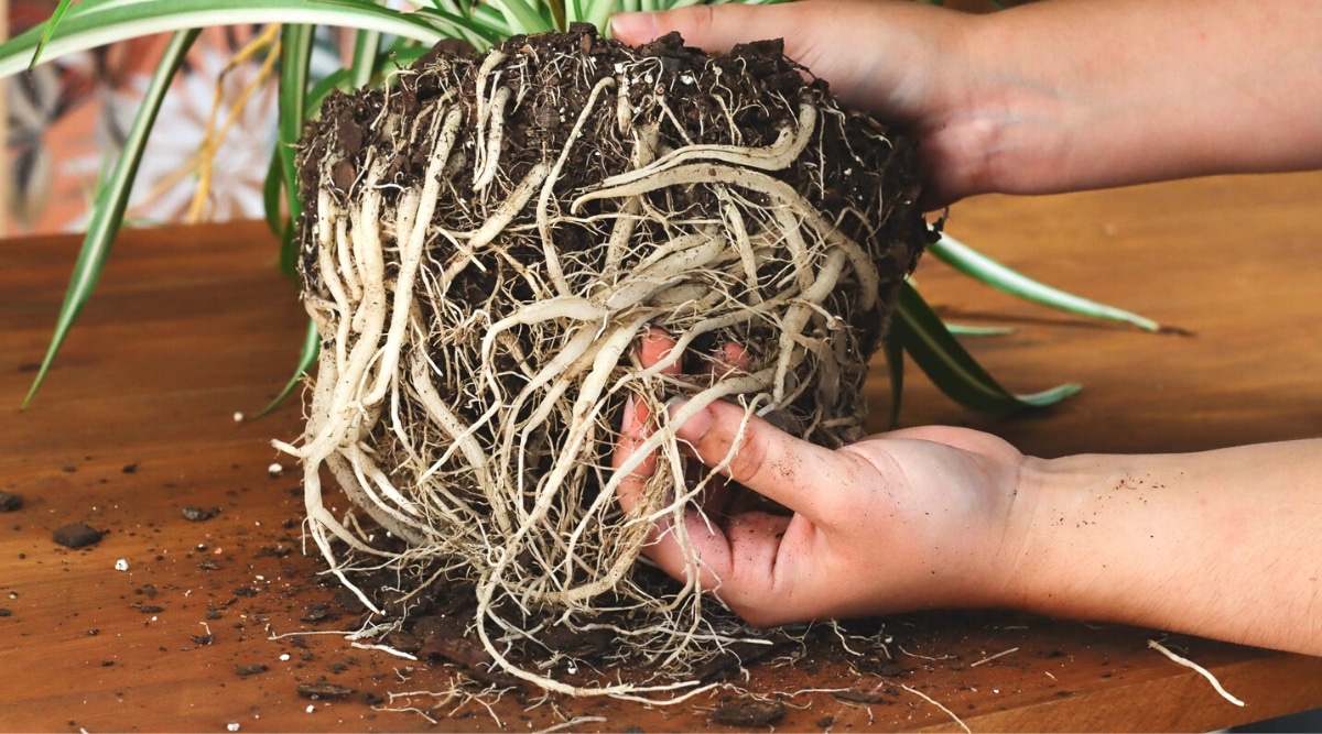 How to Repot Spider Plants in 5 Easy Steps
