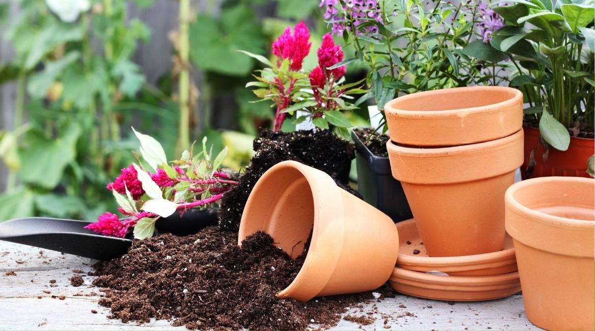 Terracotta containers on the wood table in the garden