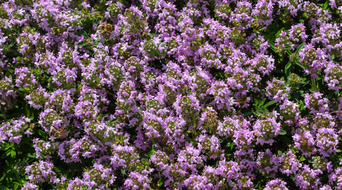 Close-up of a flowering ground cover plant, Thymus serpyllum, in a garden. Thymus serpyllum, commonly known as creeping thyme or wild thyme, is a charming low-growing herbaceous plant with a mat-forming habit. It features tiny and elliptical leaves that are dark green. It produces clusters of small, tubular, and pink to lavender flowers that create a delightful carpet of color.
